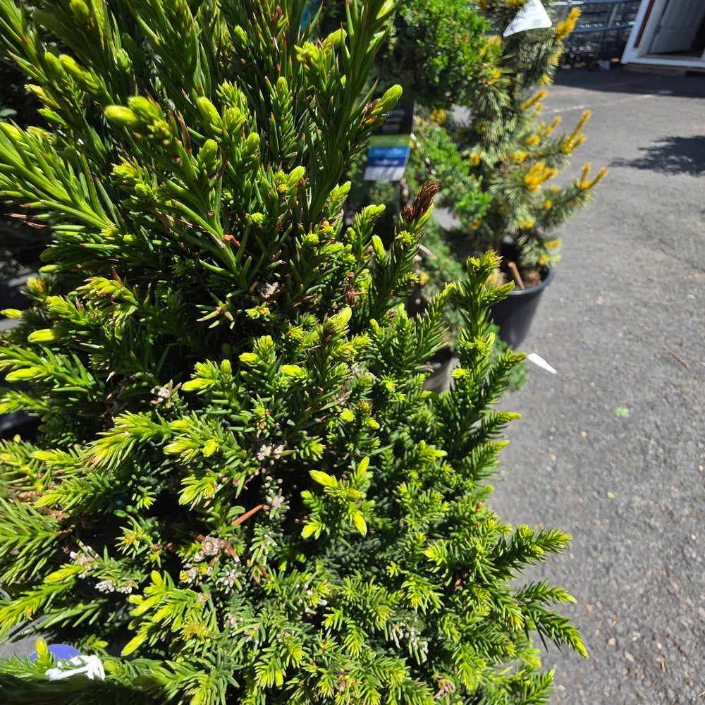 Black Dragon Japanese Cedar