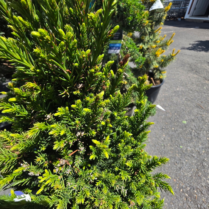 Black Dragon Japanese Cedar