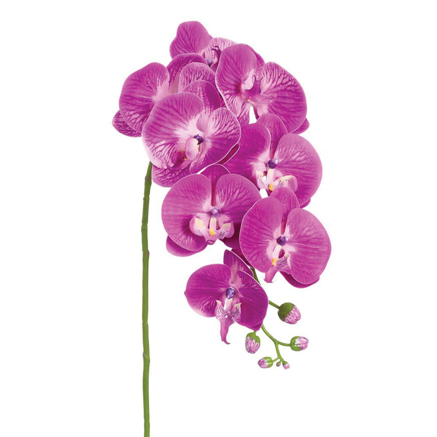 Purple Phalaenopsis Spray