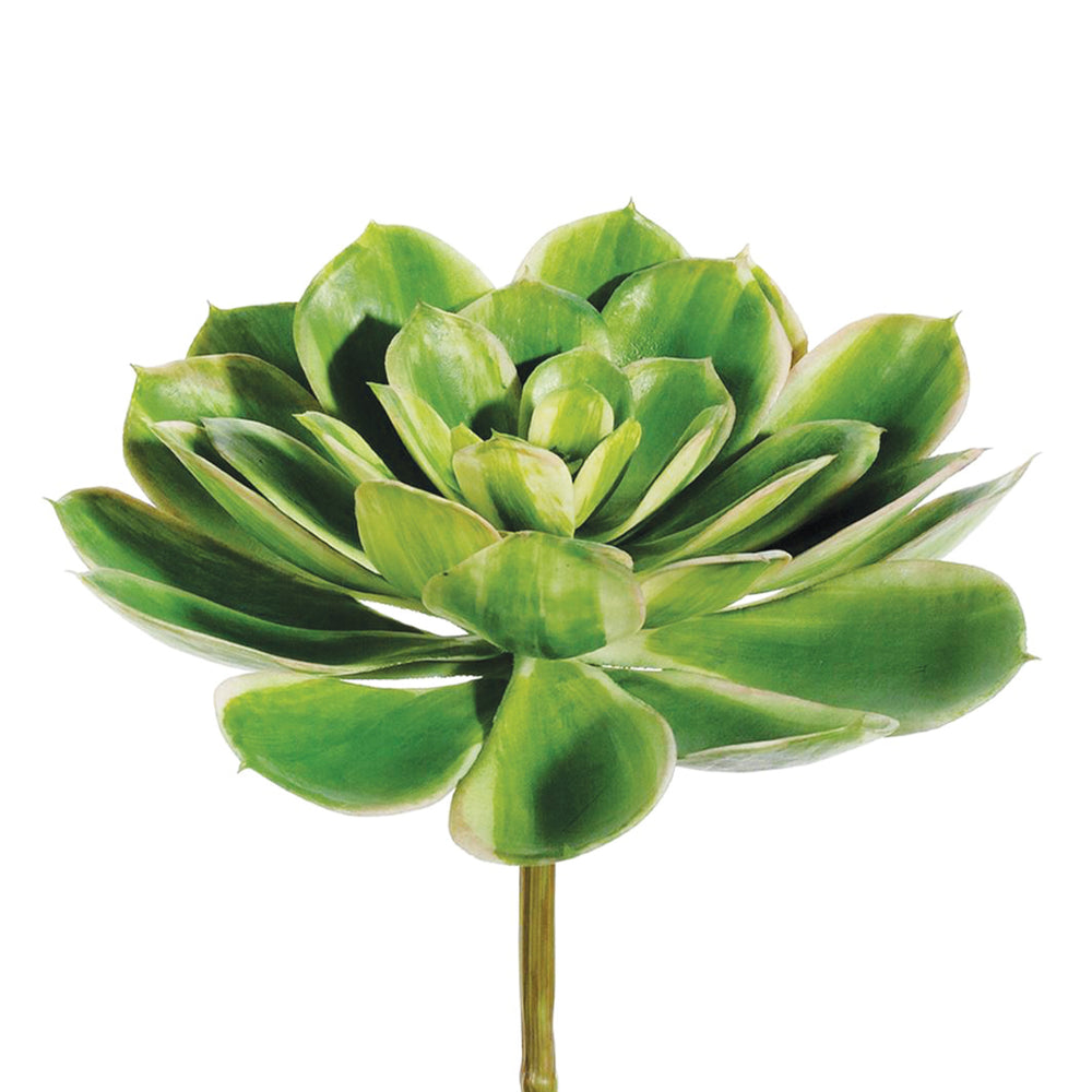 Real Touch Echeveria Pick Two-Tone Green