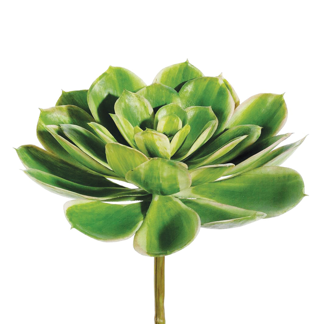 Real Touch Echeveria Pick Two-Tone Green