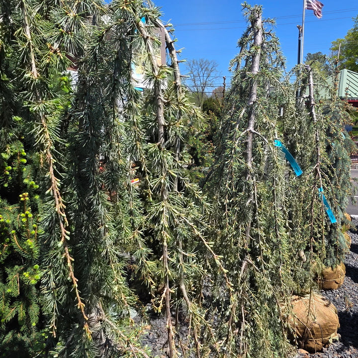Weeping Blue Atlas Cedar