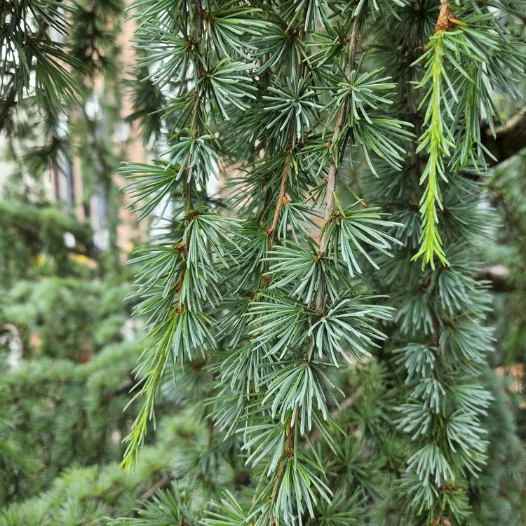 Weeping Blue Atlas Cedar