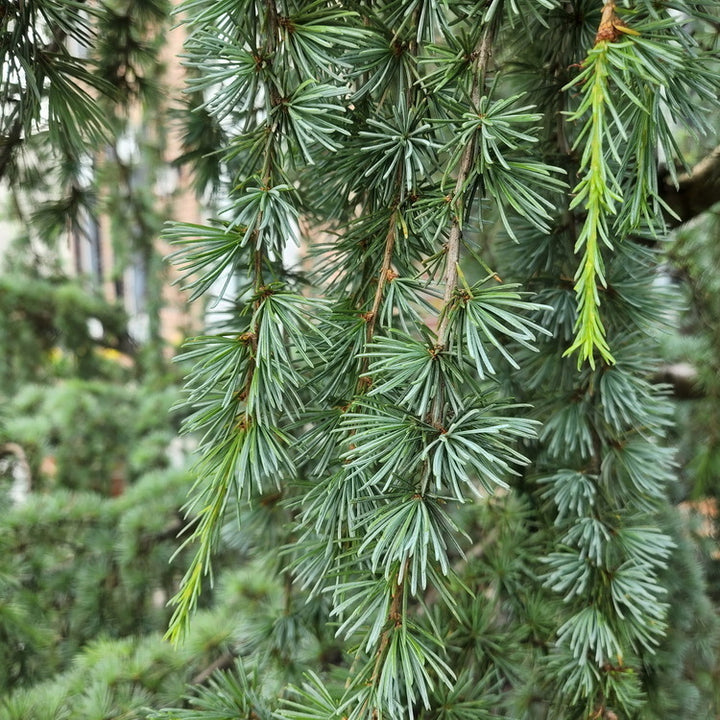 Weeping Blue Atlas Cedar