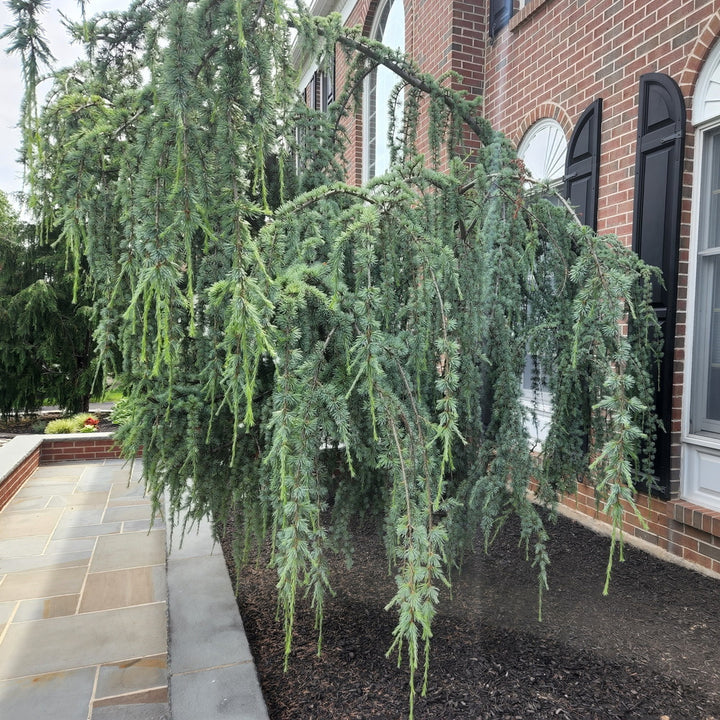 Weeping Blue Atlas Cedar