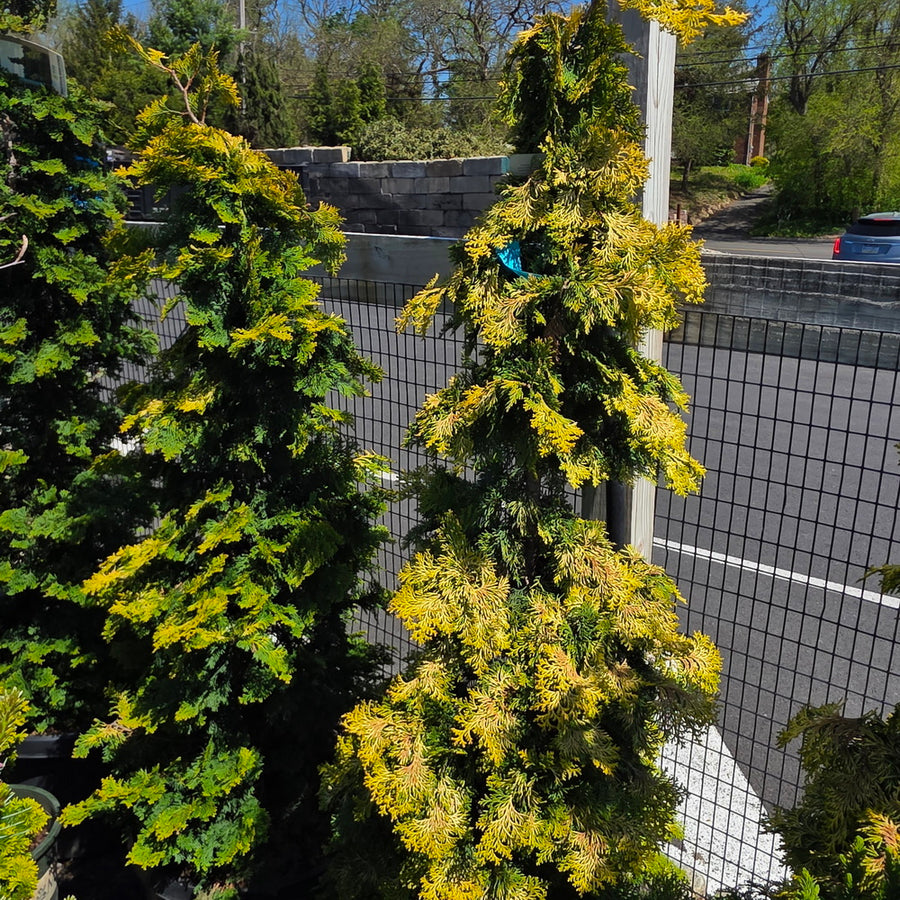 Golden Hinoki False Cypress