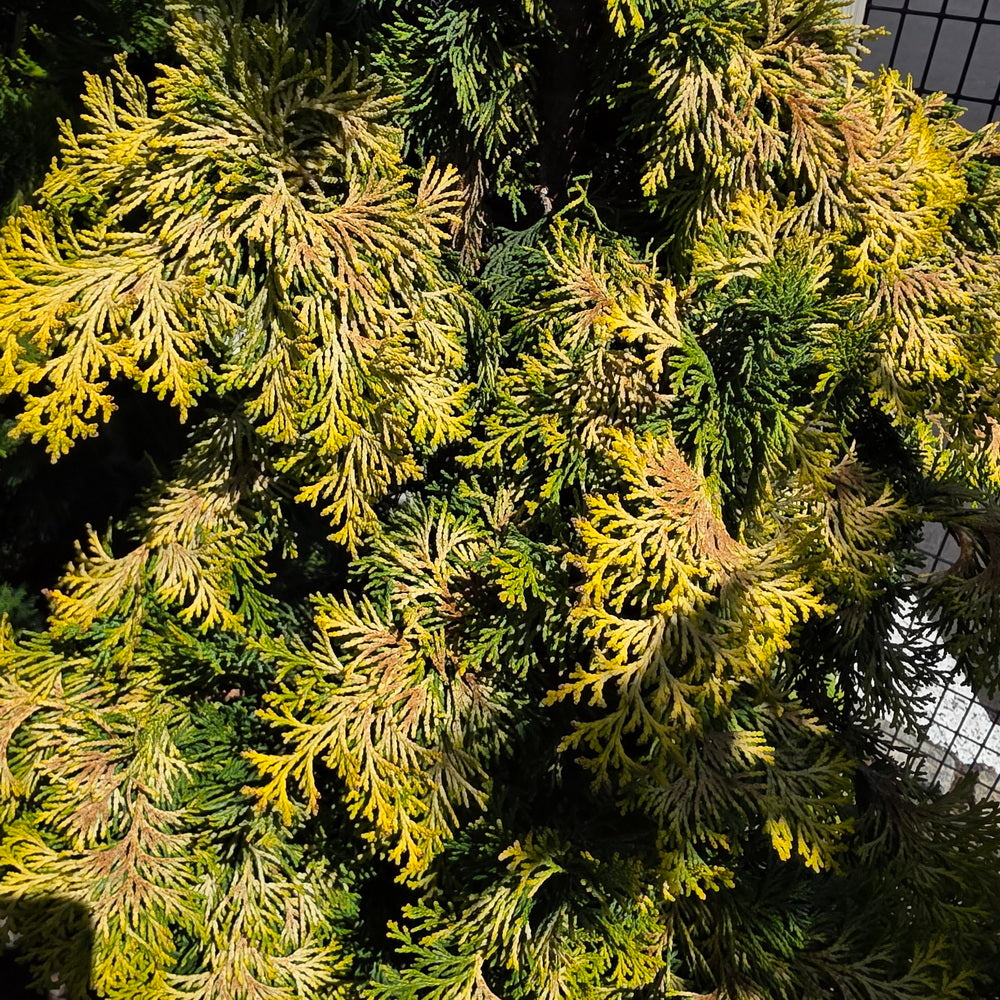 Golden Hinoki False Cypress