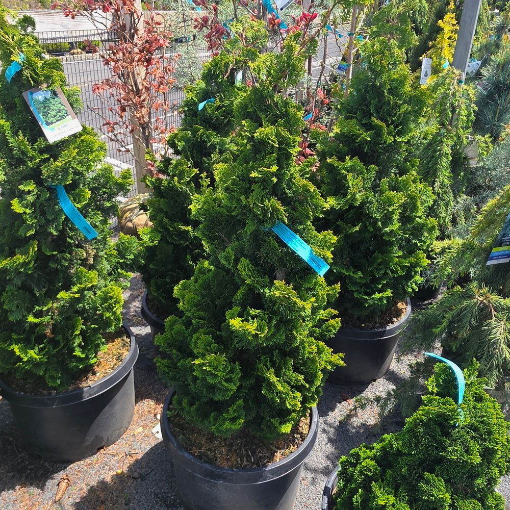 Dwarf Gracilis Hinoki False Cypress