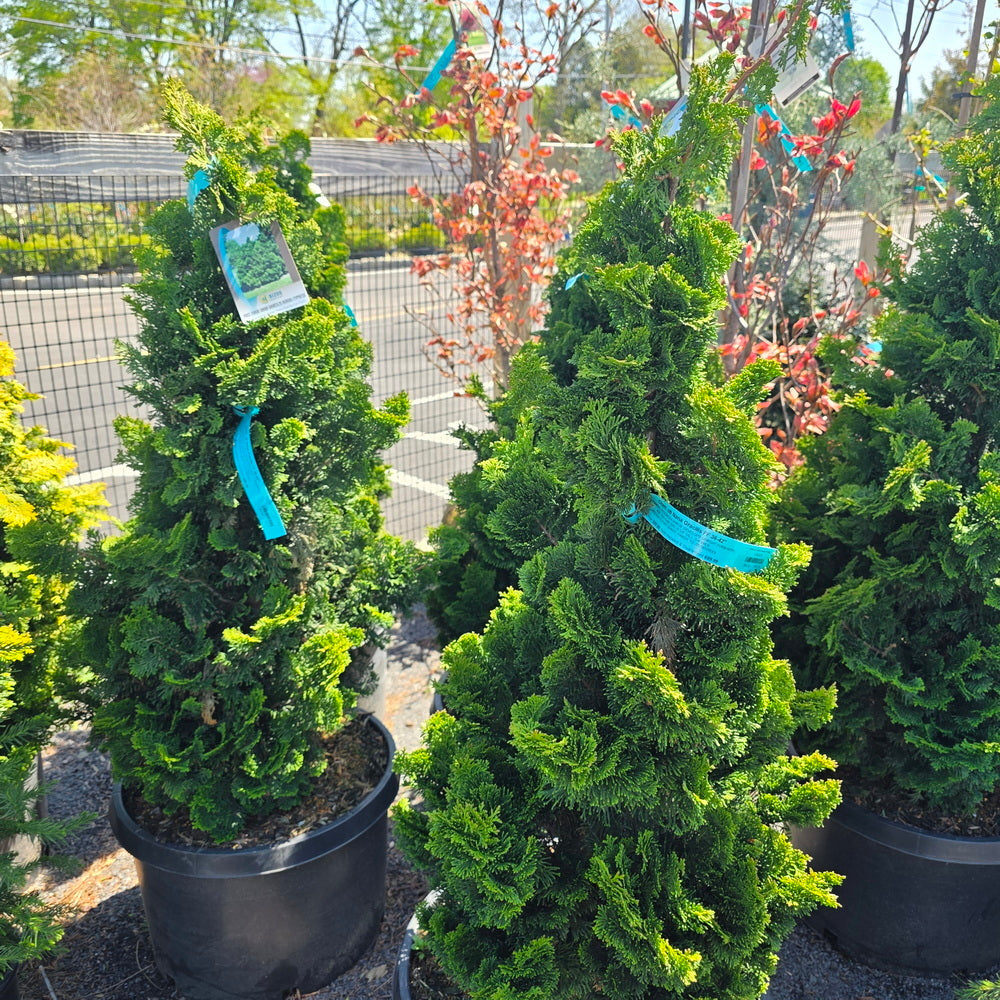 Dwarf Gracilis Hinoki False Cypress