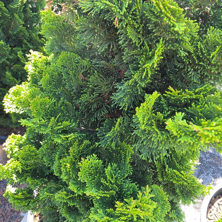 Dwarf Gracilis Hinoki False Cypress