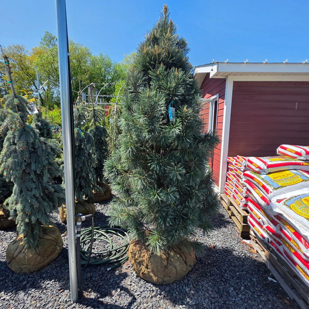 Vanderwolf’s Pyramid Limber Pine 6-7'