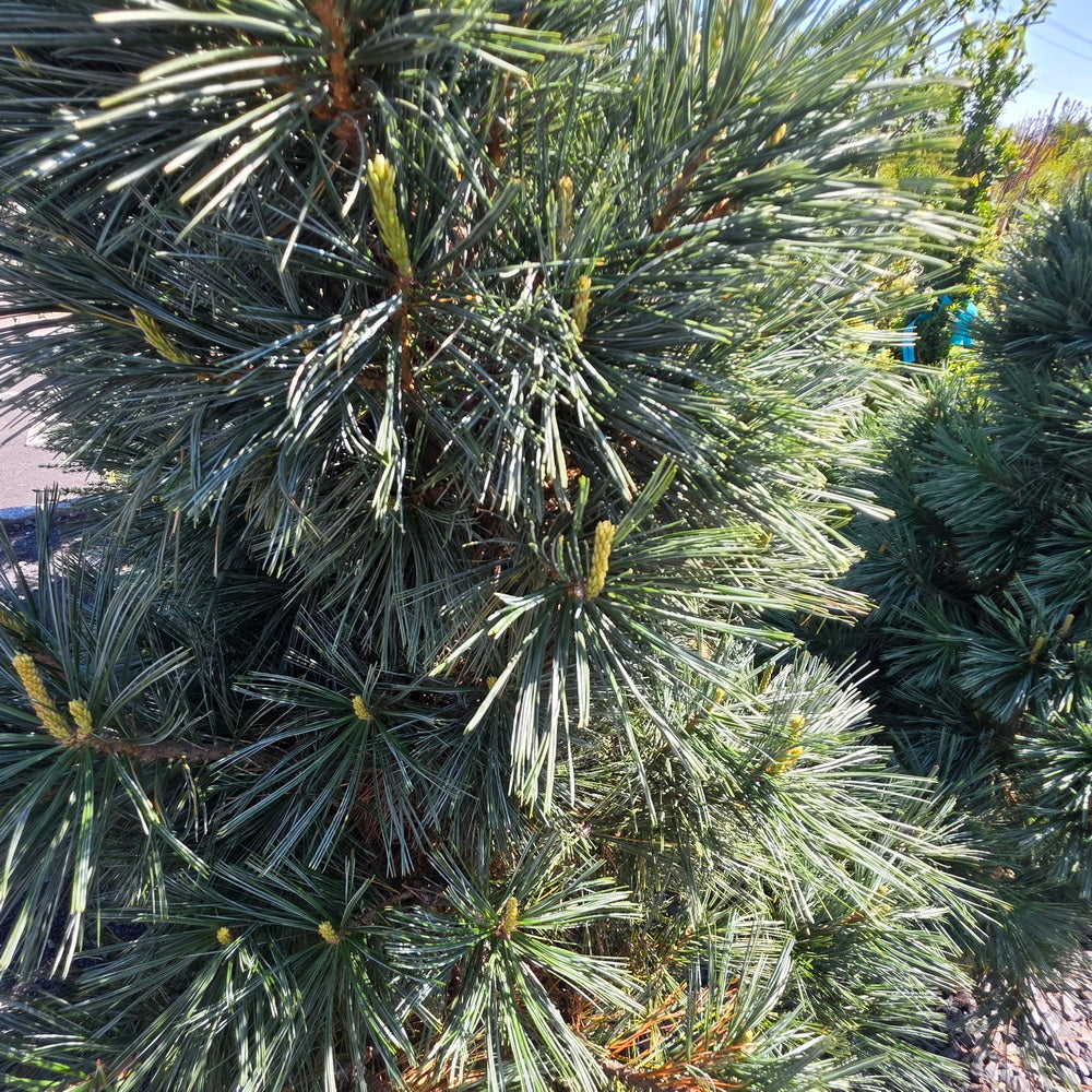Vanderwolf’s Pyramid Limber Pine
