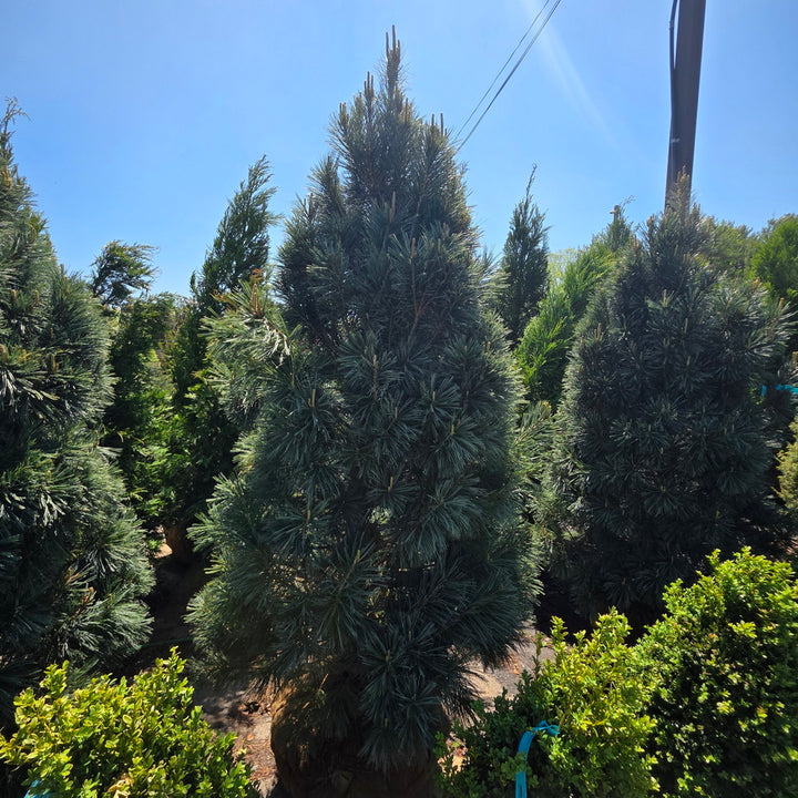 Vanderwolf’s Pyramid Limber Pine
