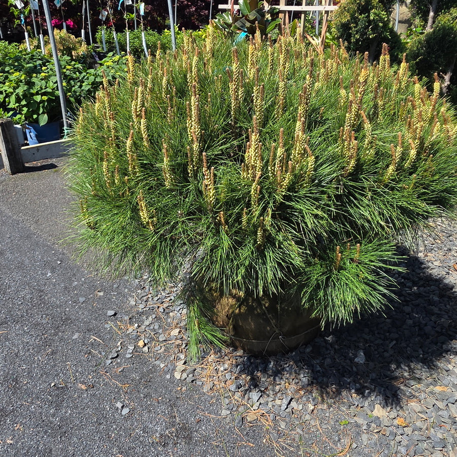 Compact Tanyosho Japanese Red Pine