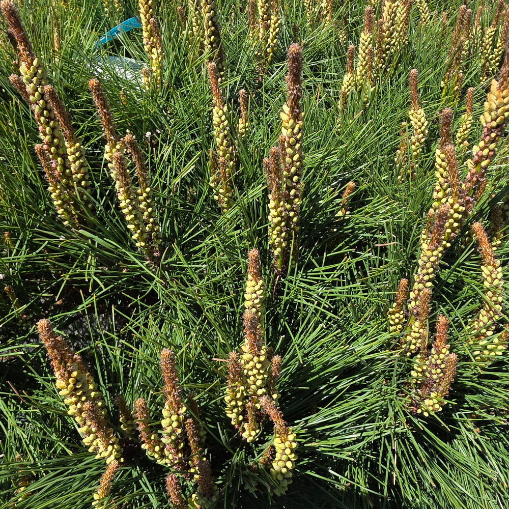 Compact Tanyosho Japanese Red Pine