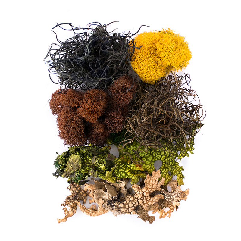 Vermont Moss Mix