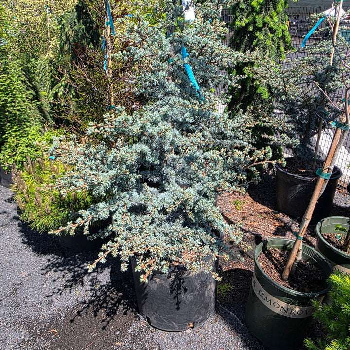 Horstmann Blue Atlas Cedar