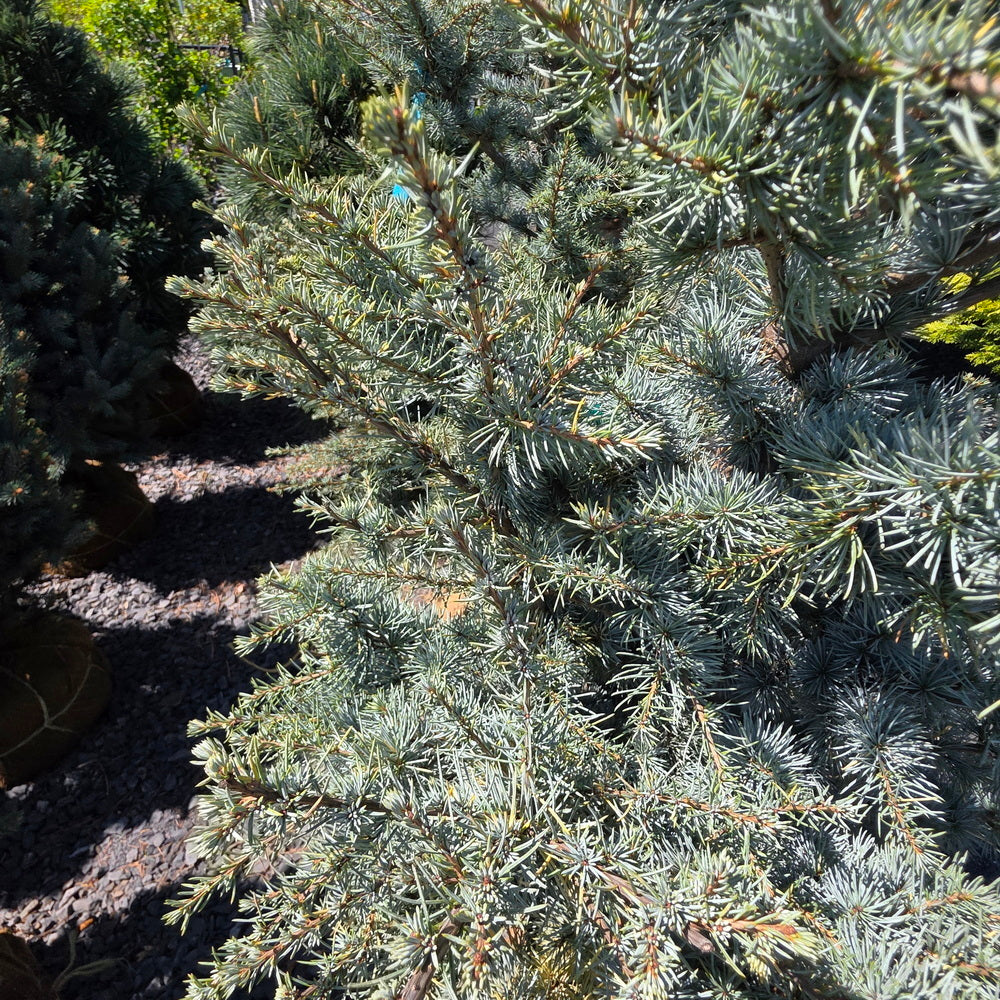 Horstmann Blue Atlas Cedar