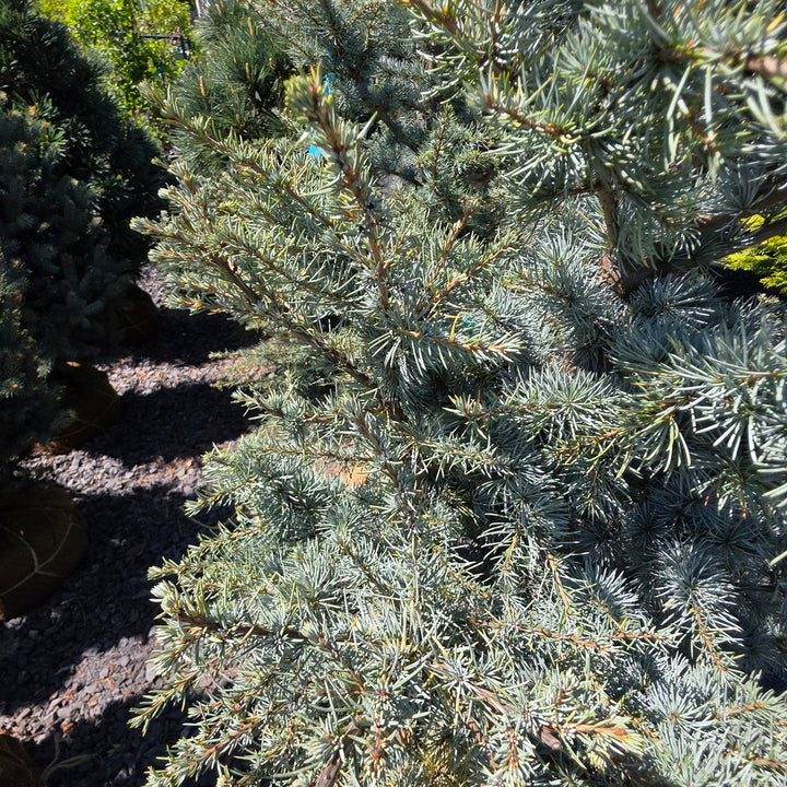 Horstmann Blue Atlas Cedar
