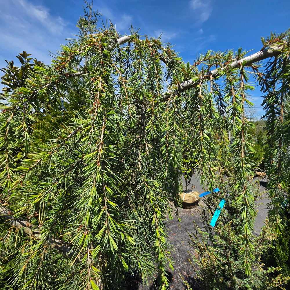 Weeping Blue Lebanon Cedar
