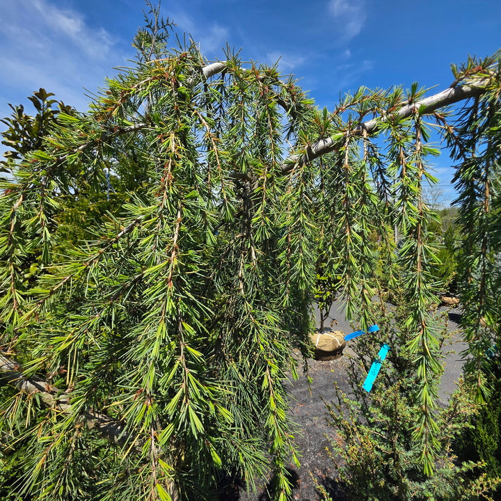 Weeping Blue Lebanon Cedar
