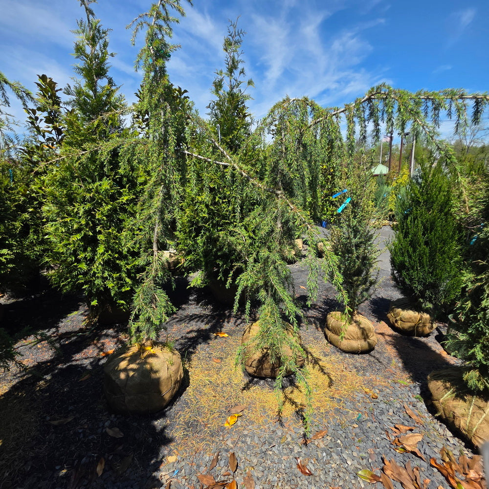 Weeping Blue Lebanon Cedar