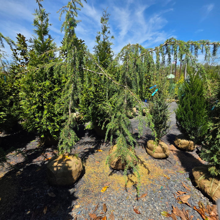 Weeping Blue Lebanon Cedar