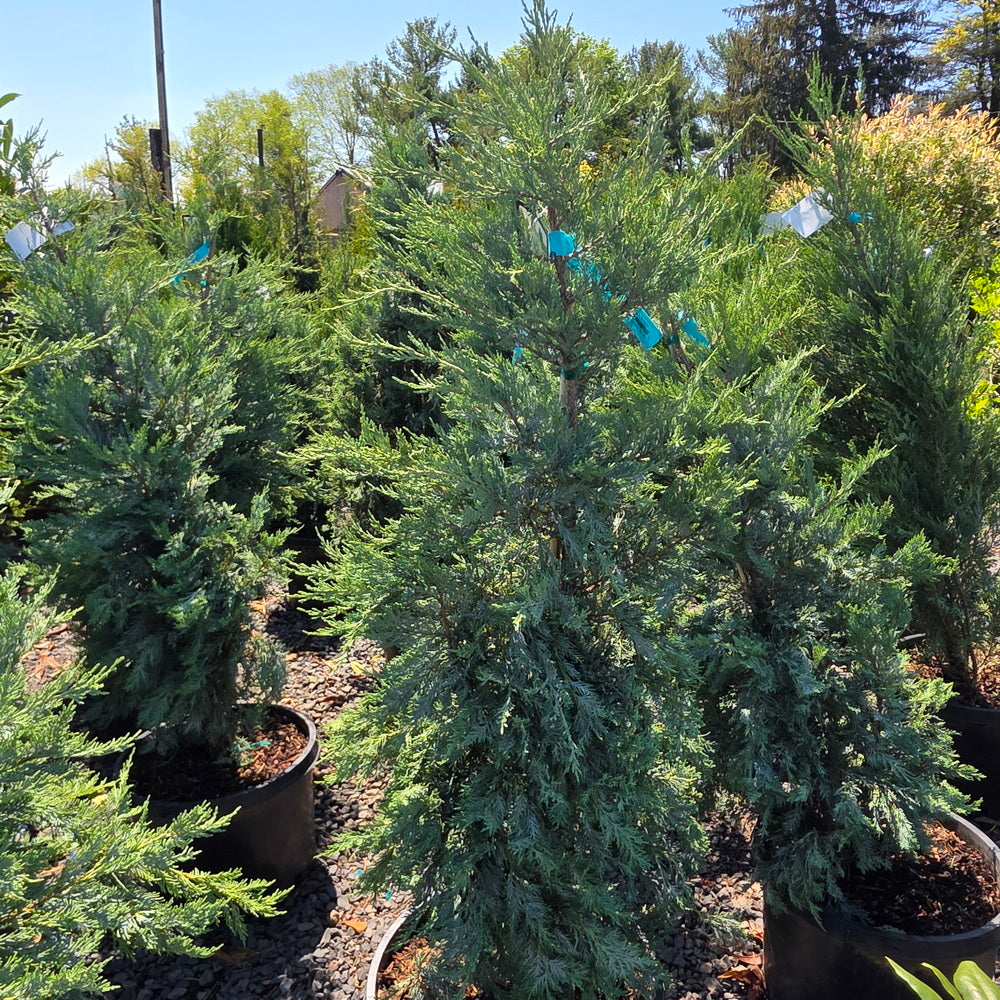 Moonglow Juniper