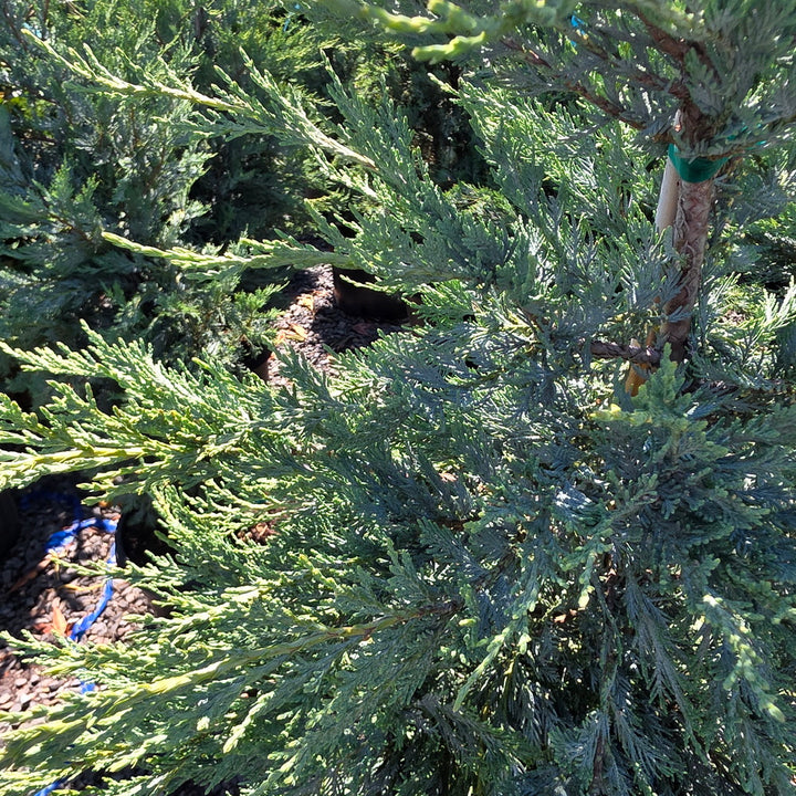 Moonglow Juniper