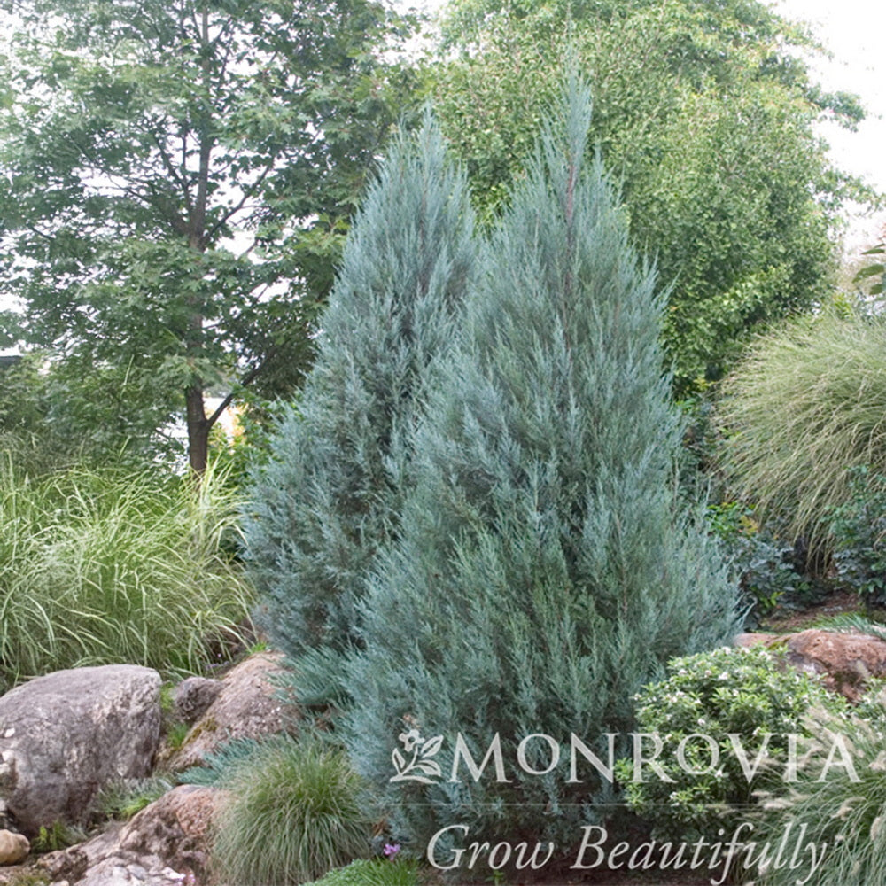 Moonglow Juniper
