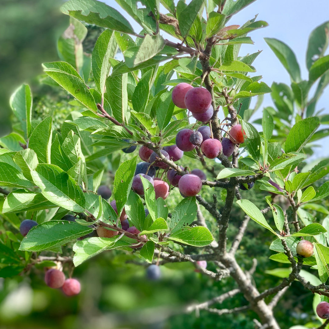Beach Plum