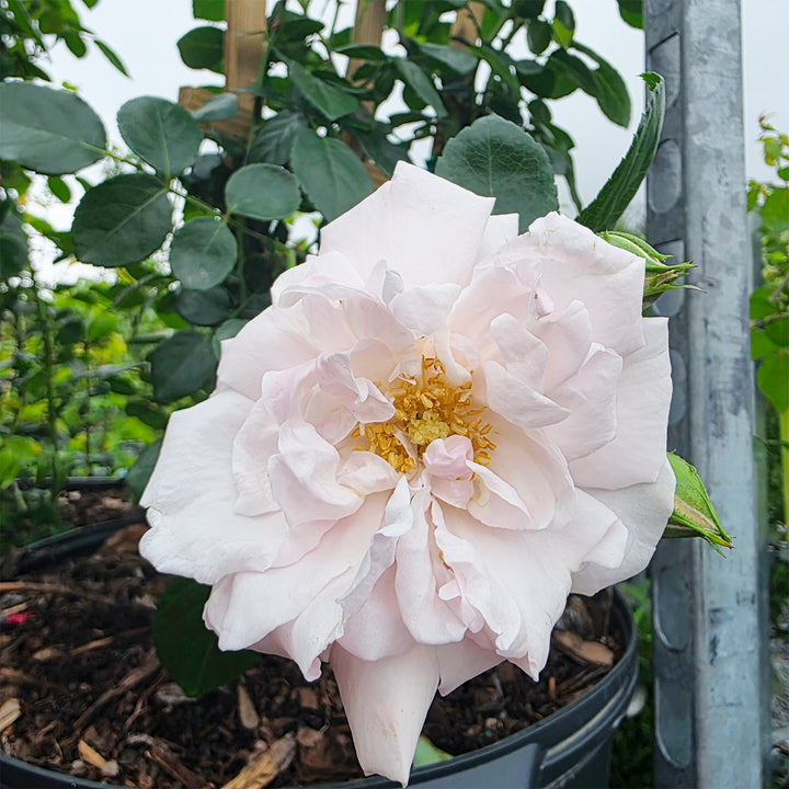 New Dawn Climbing Rose - Trellised