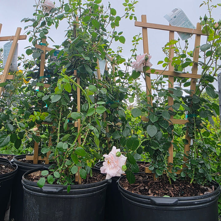 New Dawn Climbing Rose - Trellised