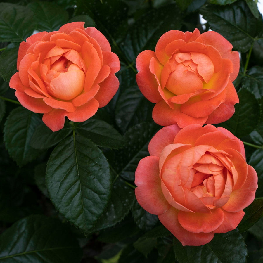 Orange Glow™ Knock Out Rose® - Tree Form