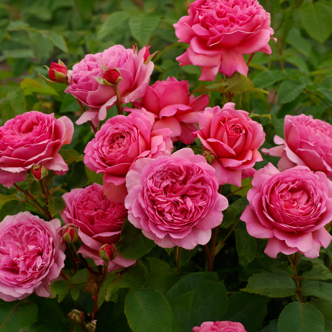 David Austin Princess Alexandra of Kent® Rose
