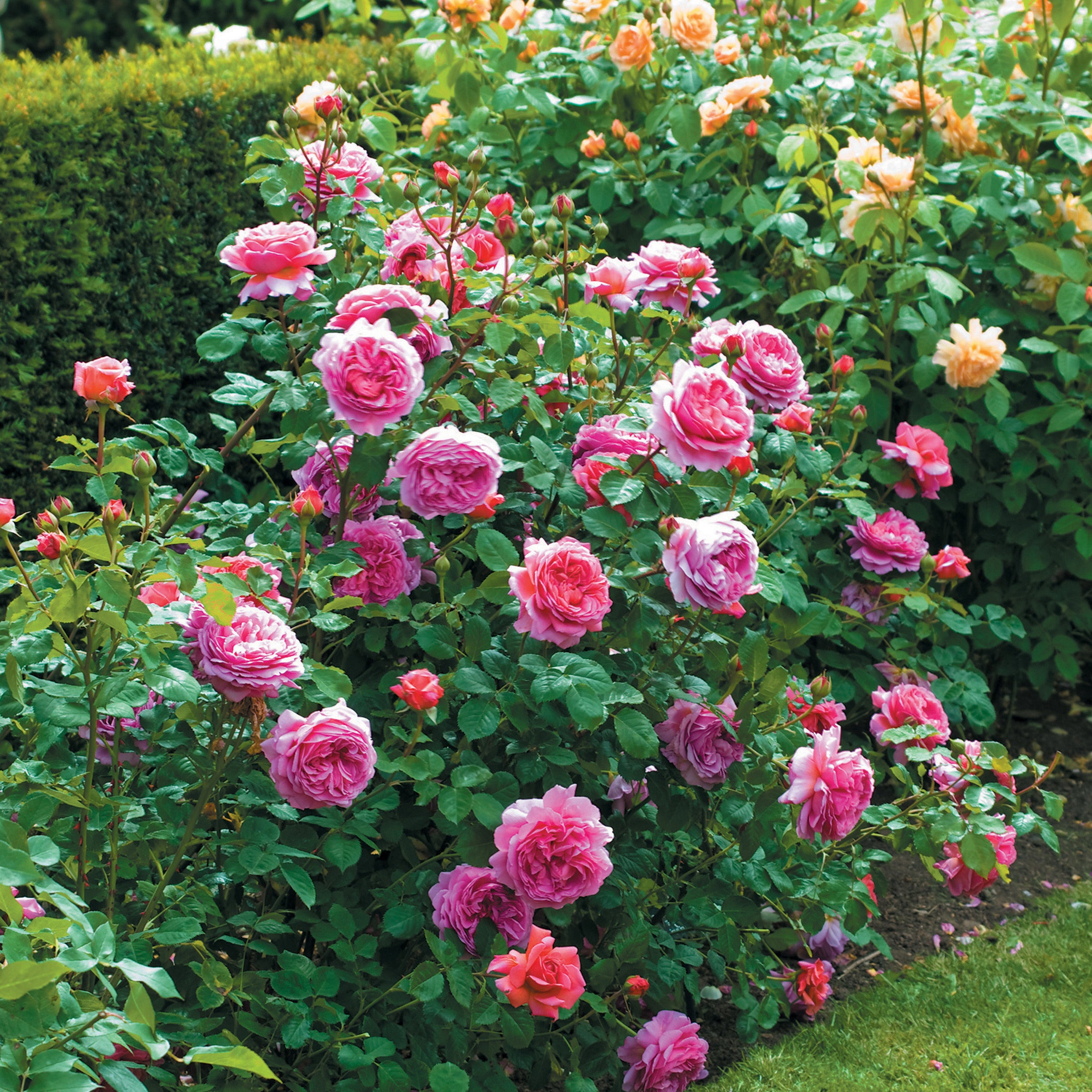 David Austin Princess Alexandra of Kent® Rose – Gasper Home & Garden