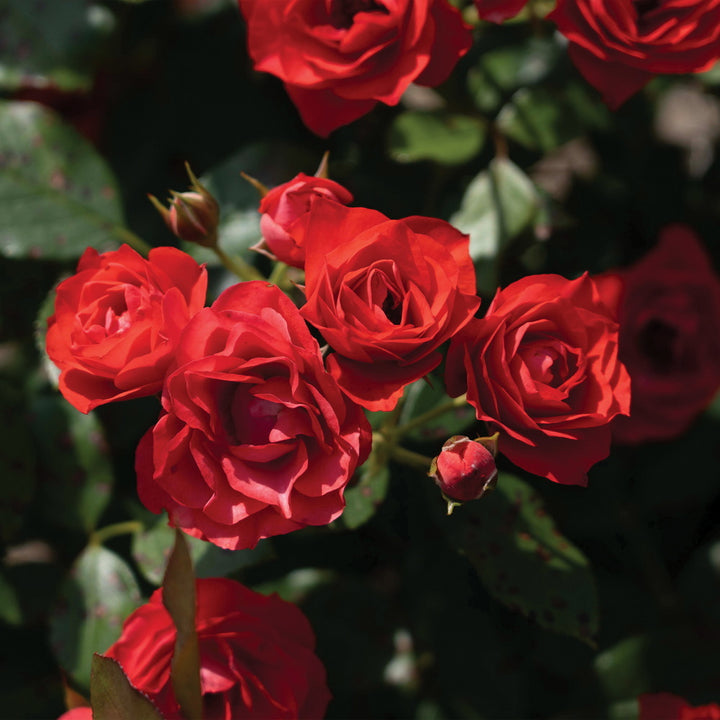 Brick House® Orange Rose