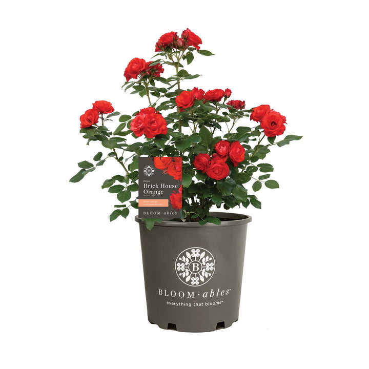 Brick House® Orange Rose