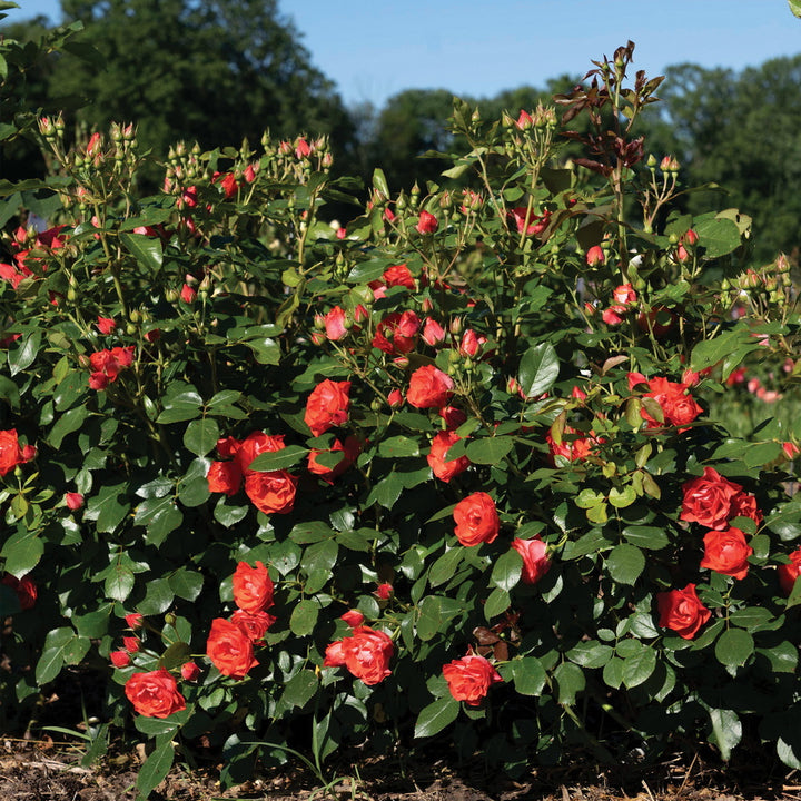 Brick House® Orange Rose