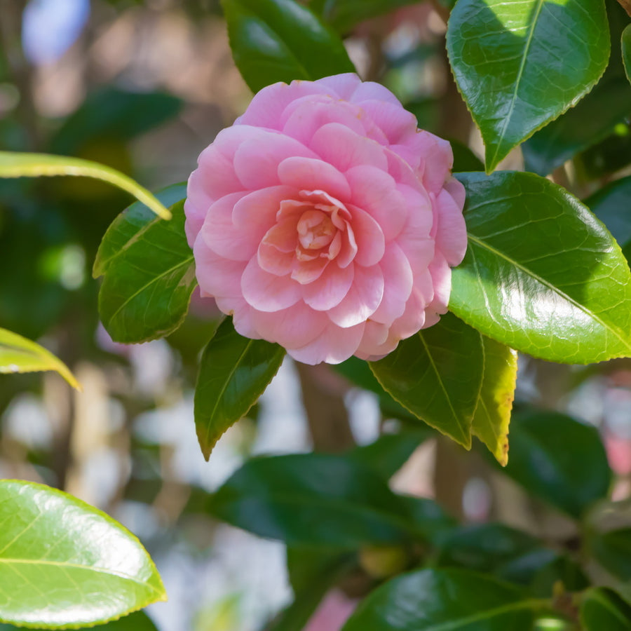 April Pink Camellia
