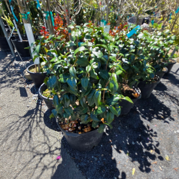 April Pink Camellia