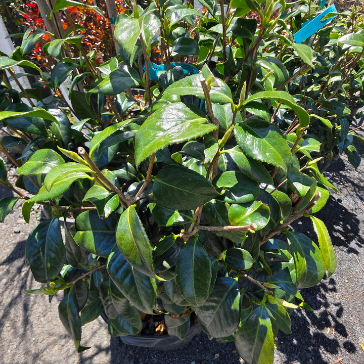 April Pink Camellia