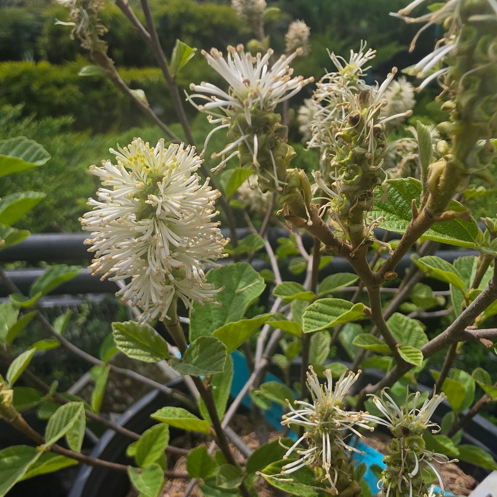 Legend Of The Fall® Fothergilla