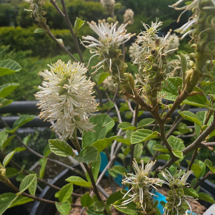 Legend Of The Fall® Fothergilla