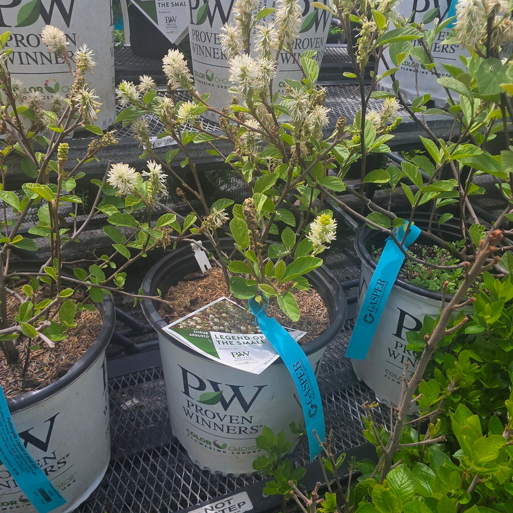 Legend Of The Fall® Fothergilla