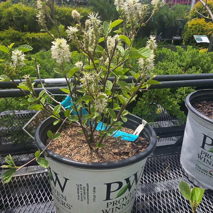 Legend Of The Fall® Fothergilla