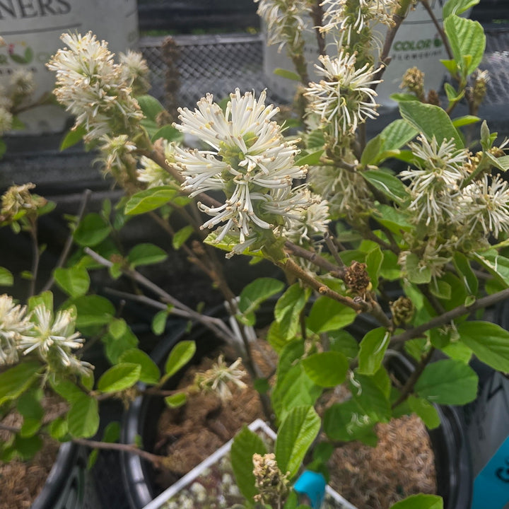Legend Of The Fall® Fothergilla