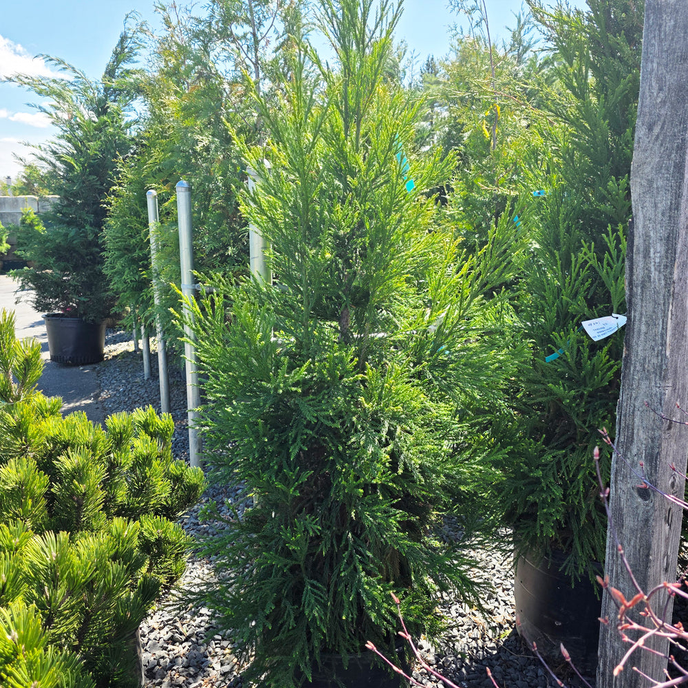 Radicans Japanese Cedar