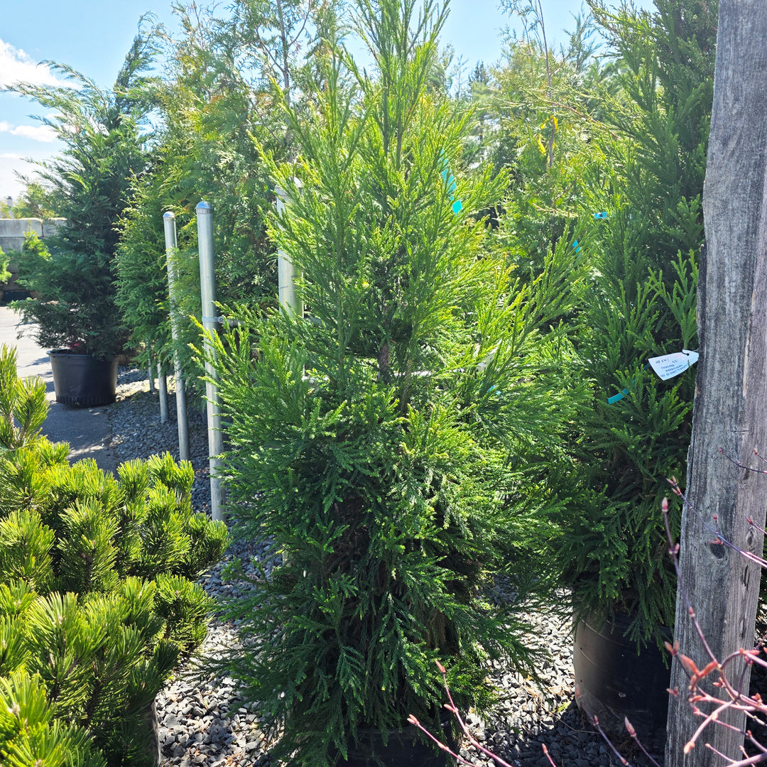 Radicans Japanese Cedar