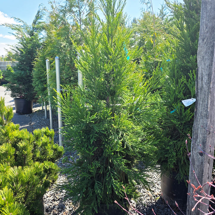 Radicans Japanese Cedar